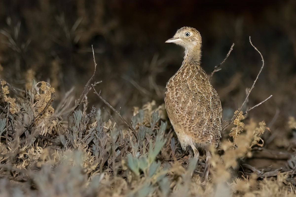 dropík australský - ML637819371