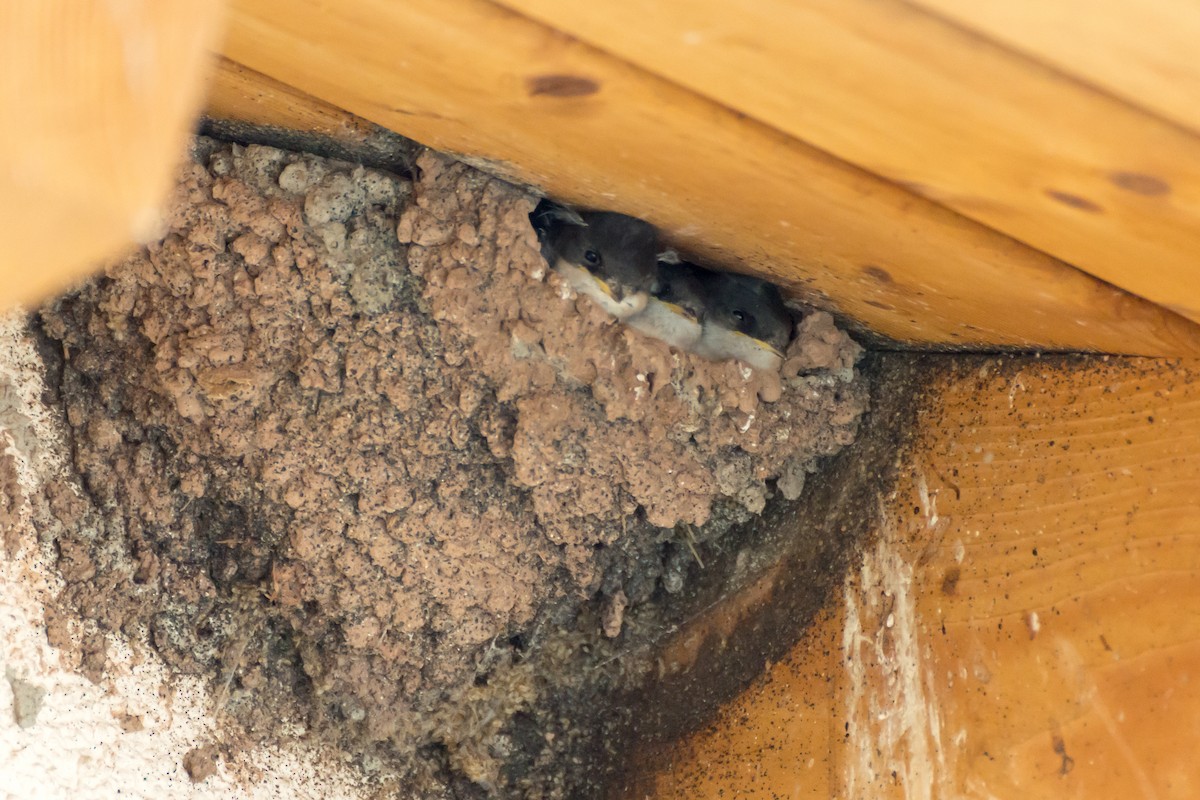 Western House-Martin - ML637819429
