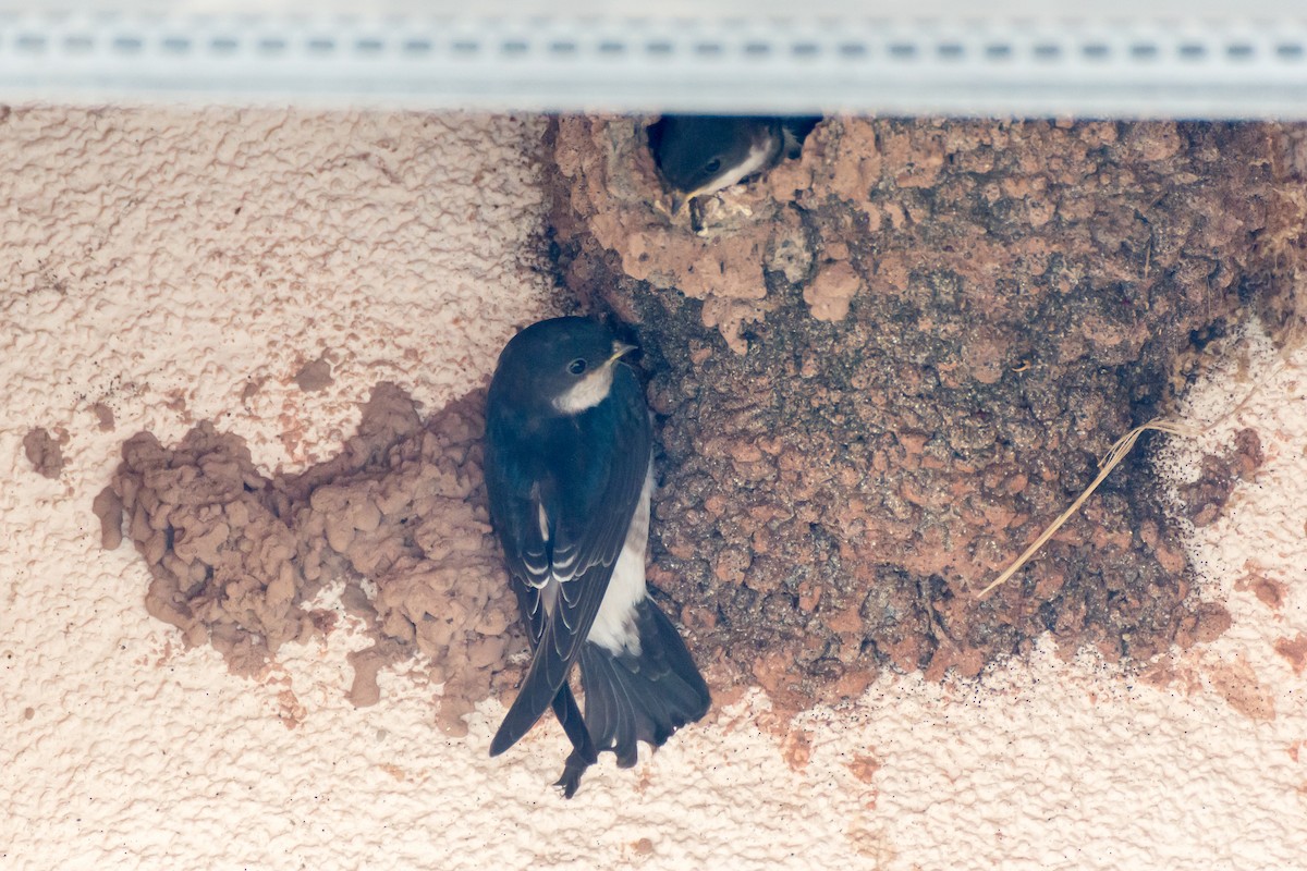 Western House-Martin - ML637819433