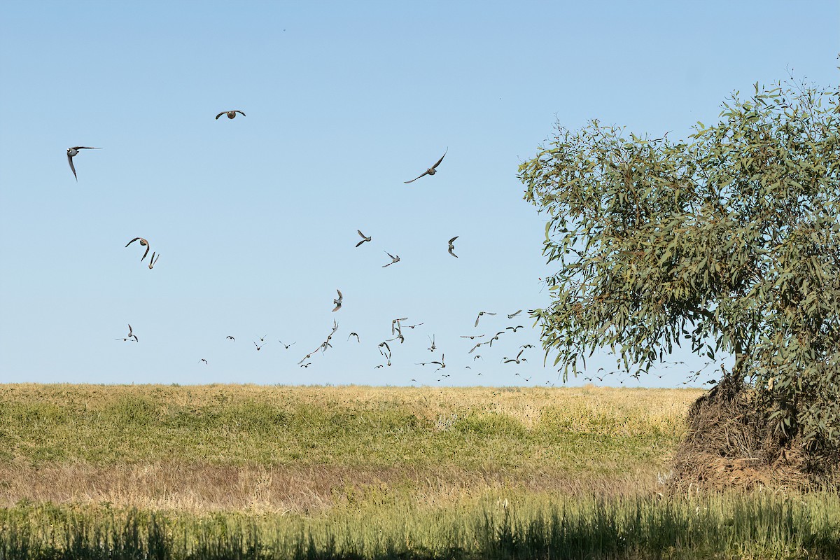 Flock Bronzewing - ML637819440