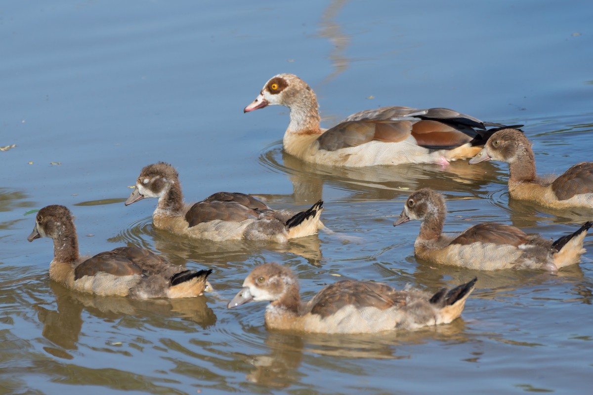 Egyptian Goose - ML637819441