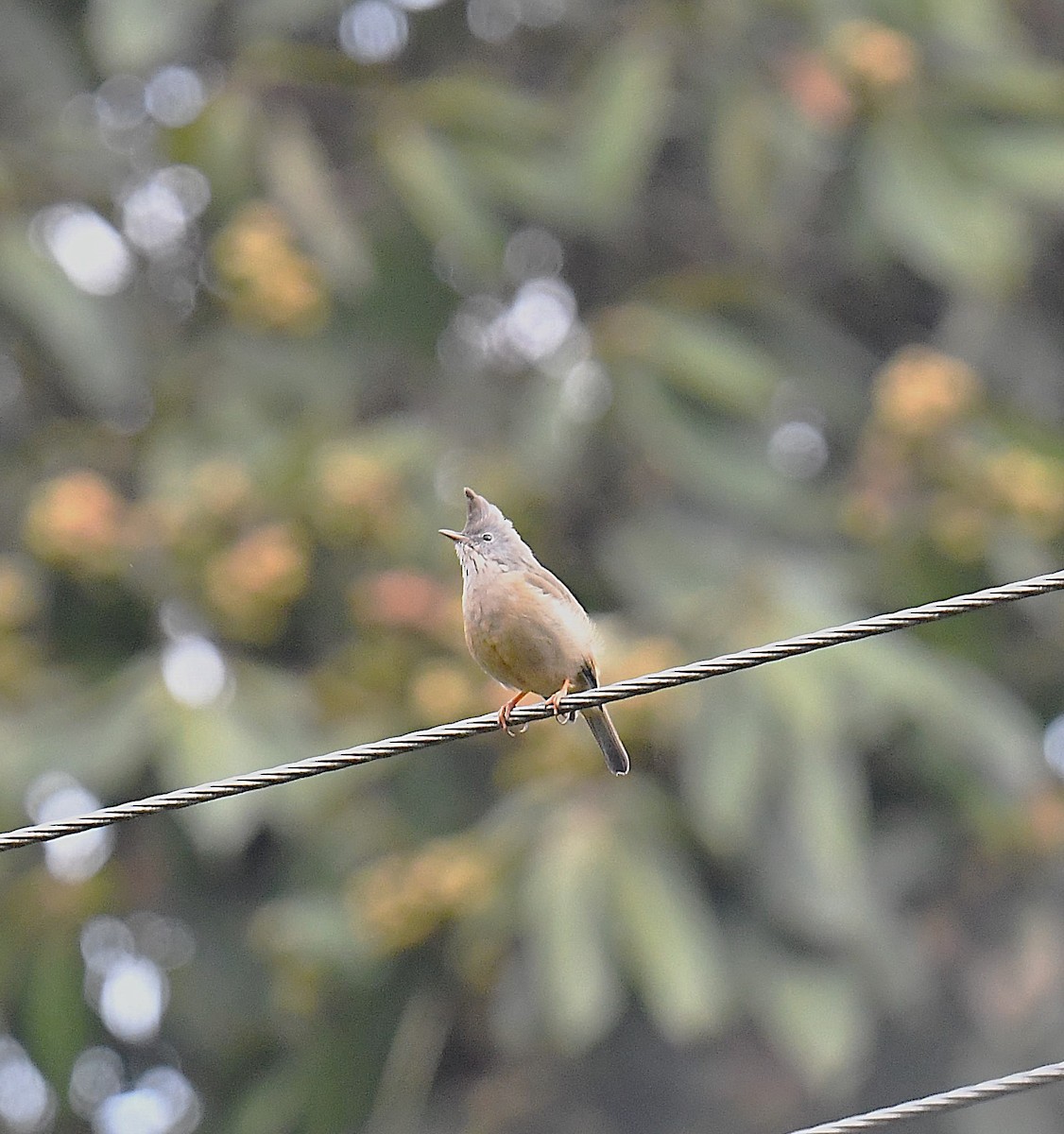 Stripe-throated Yuhina - ML637819518