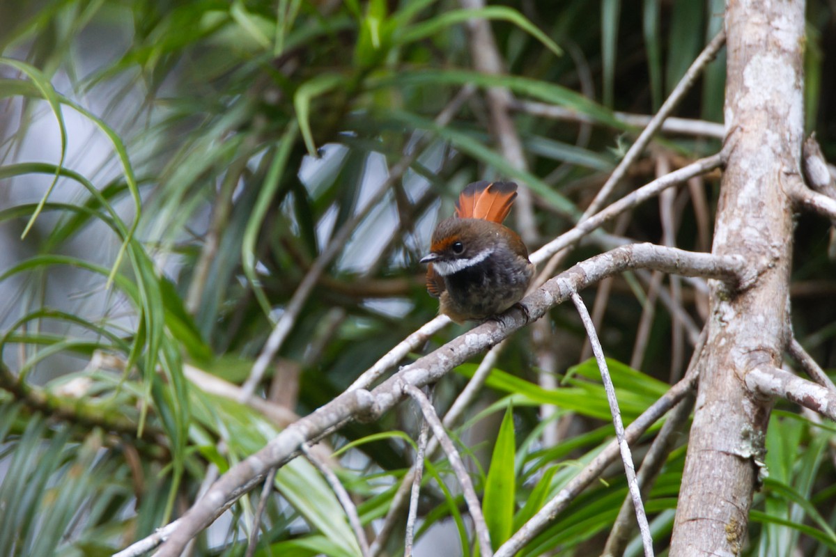 Sulawesi Fantail - ML637819599