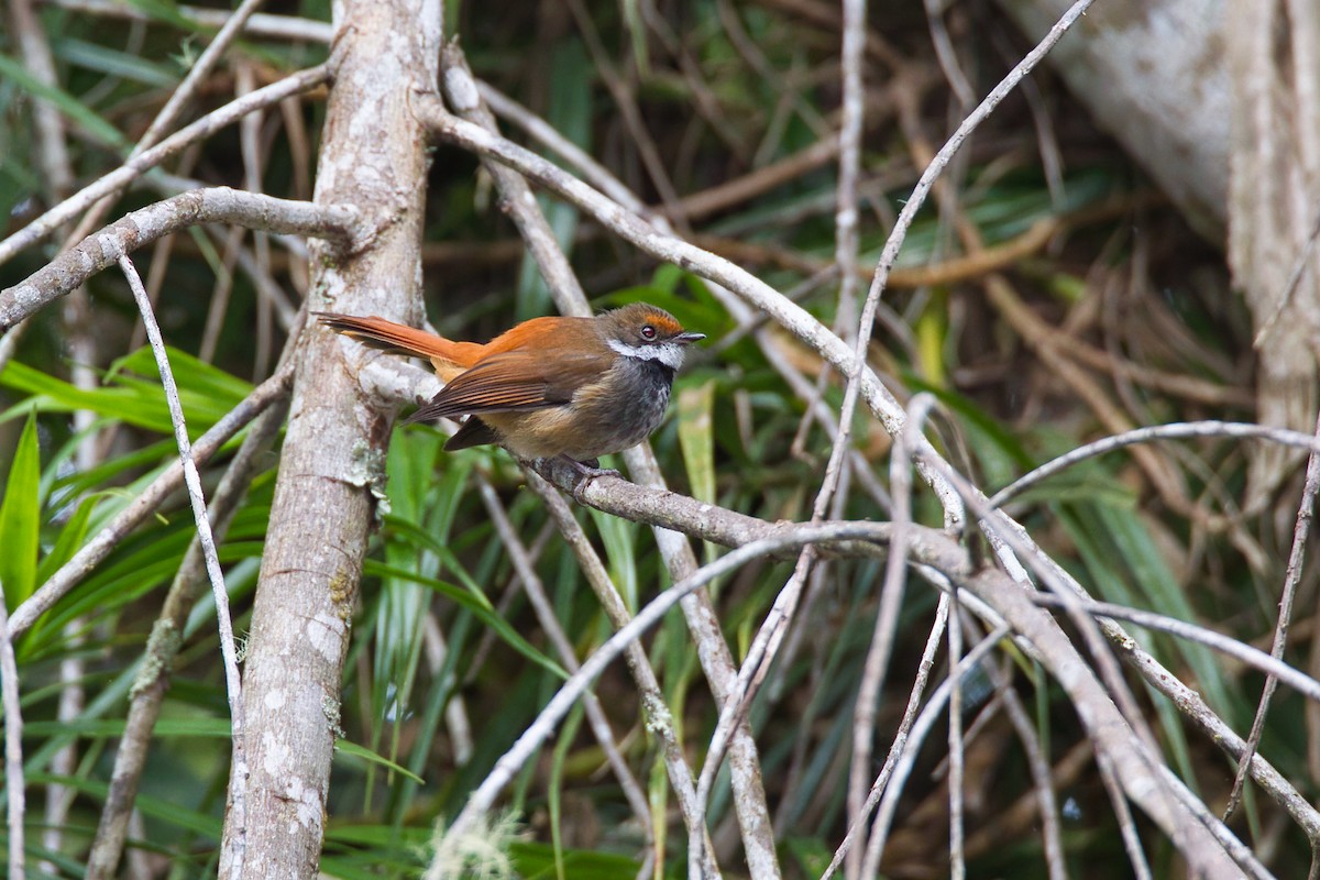 Sulawesi Fantail - ML637819600