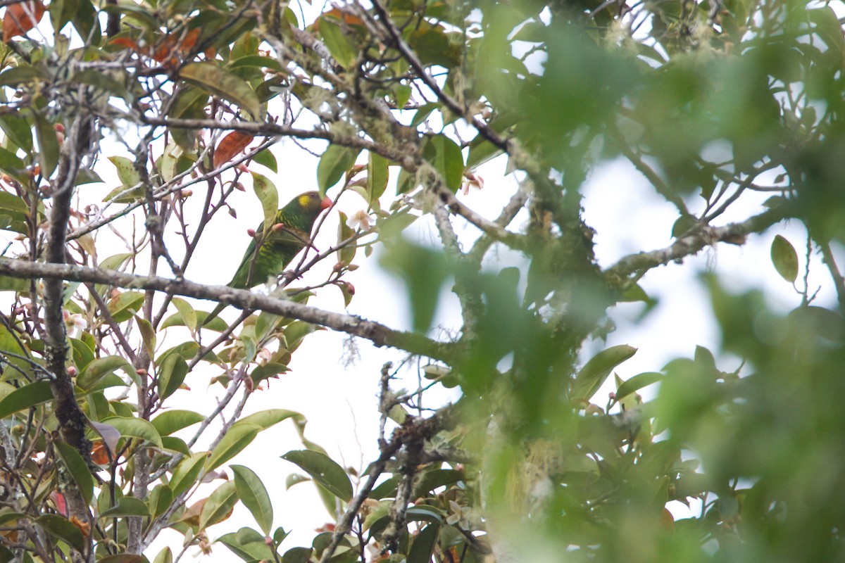 Yellow-cheeked Lorikeet - ML637819602