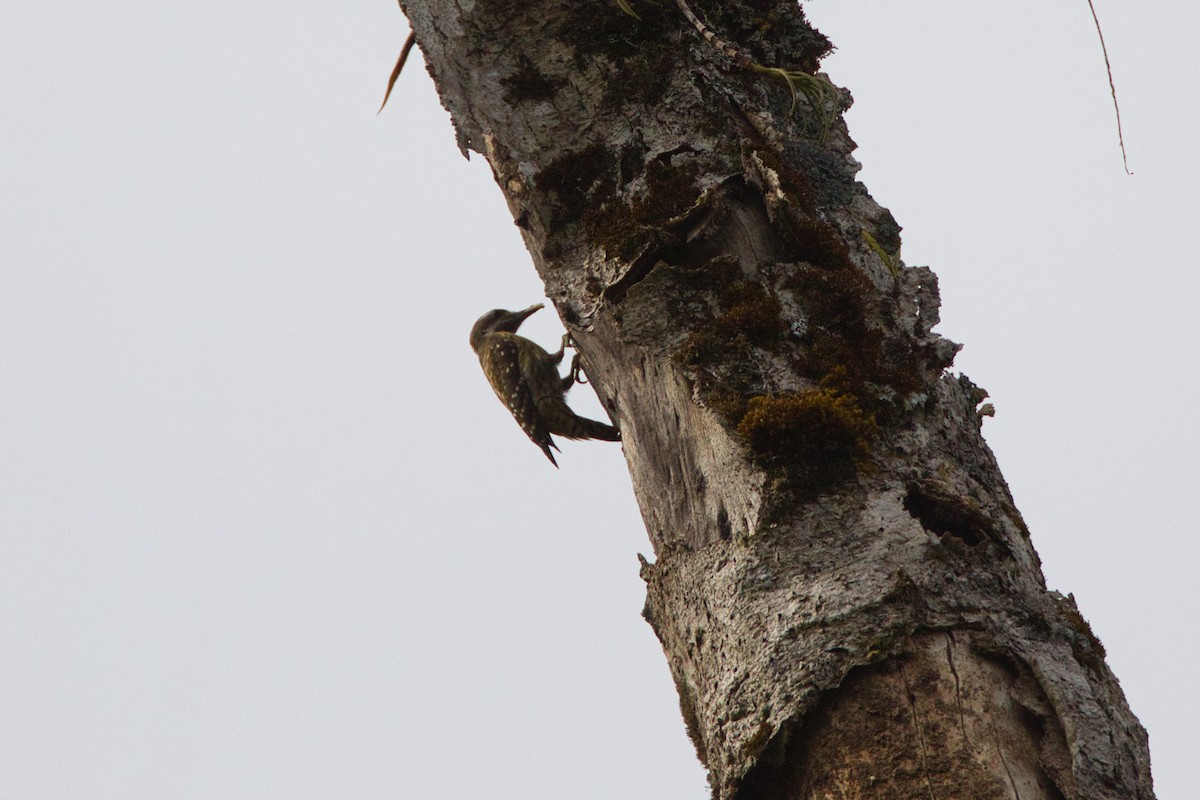 Sulawesi Pygmy Woodpecker - ML637819606