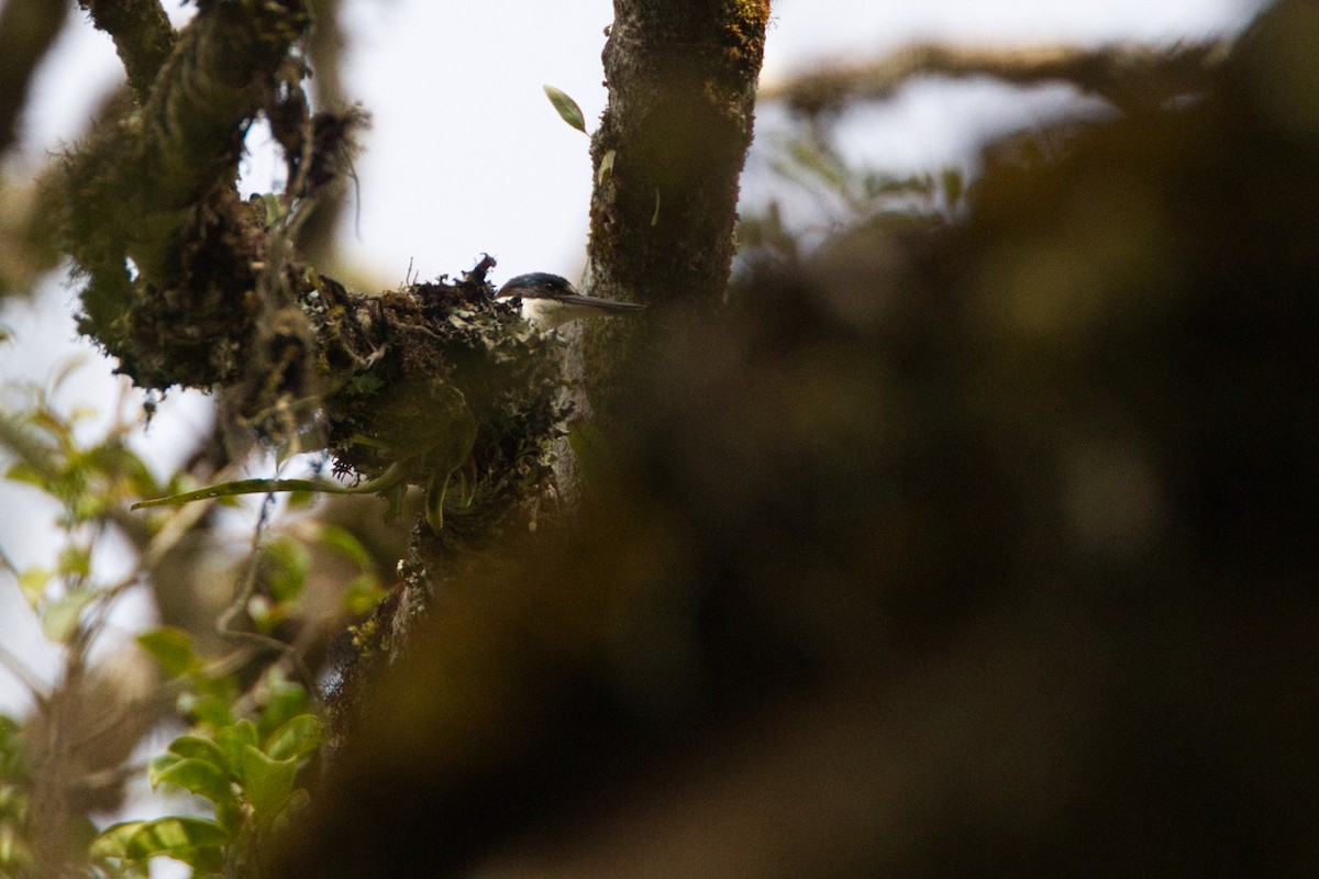 Scaly-breasted Kingfisher - ML637819609