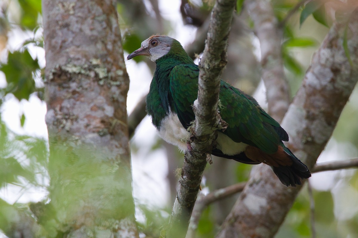 White-bellied Imperial-Pigeon - ML637819620