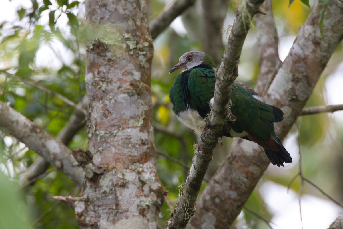 White-bellied Imperial-Pigeon - ML637819621