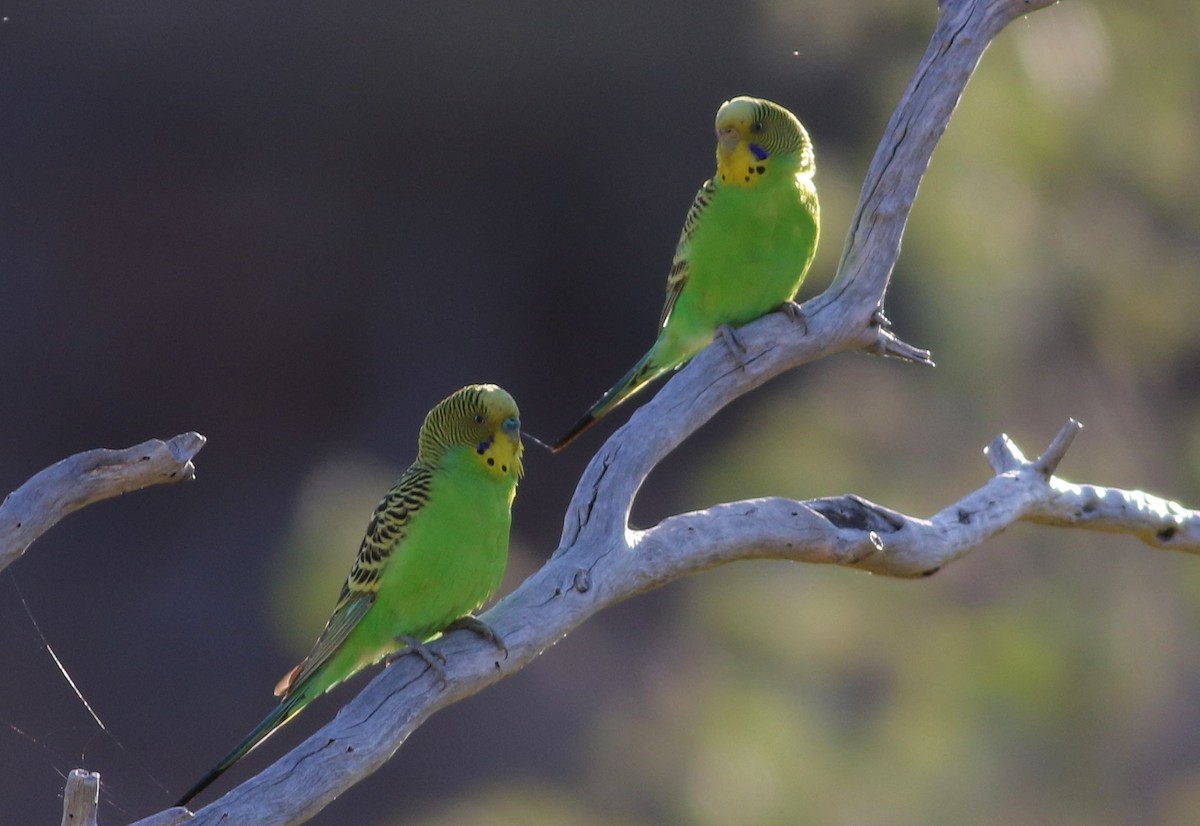 Budgerigar - ML63781971