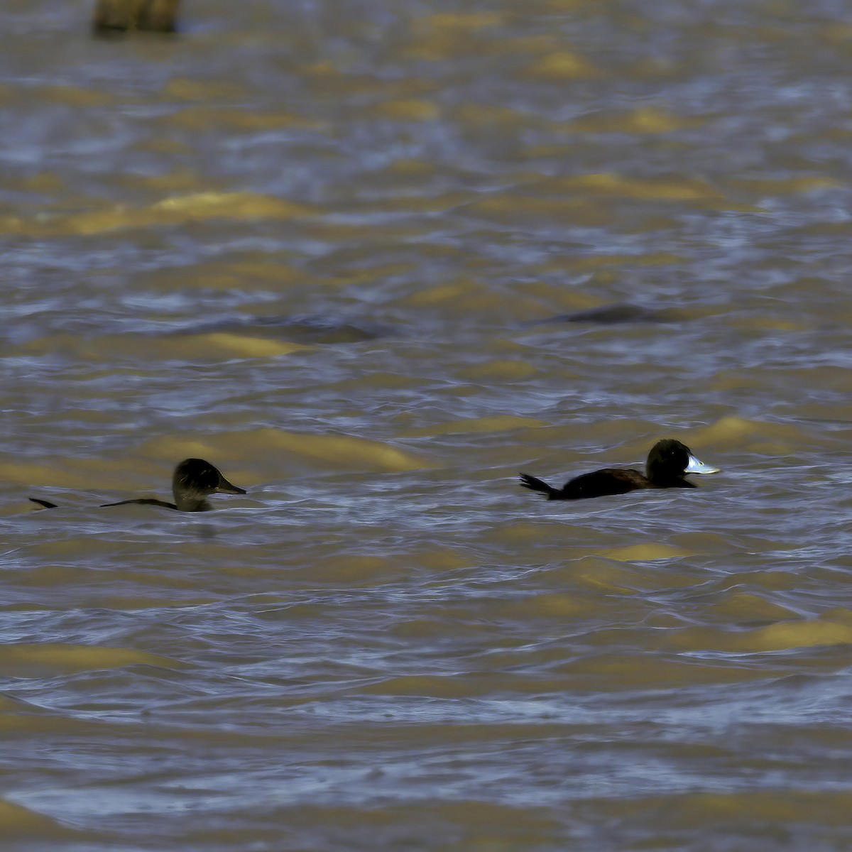 Blue-billed Duck - ML637819760