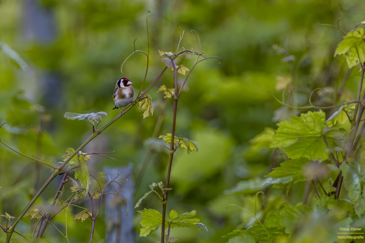 European Goldfinch - ML637819808