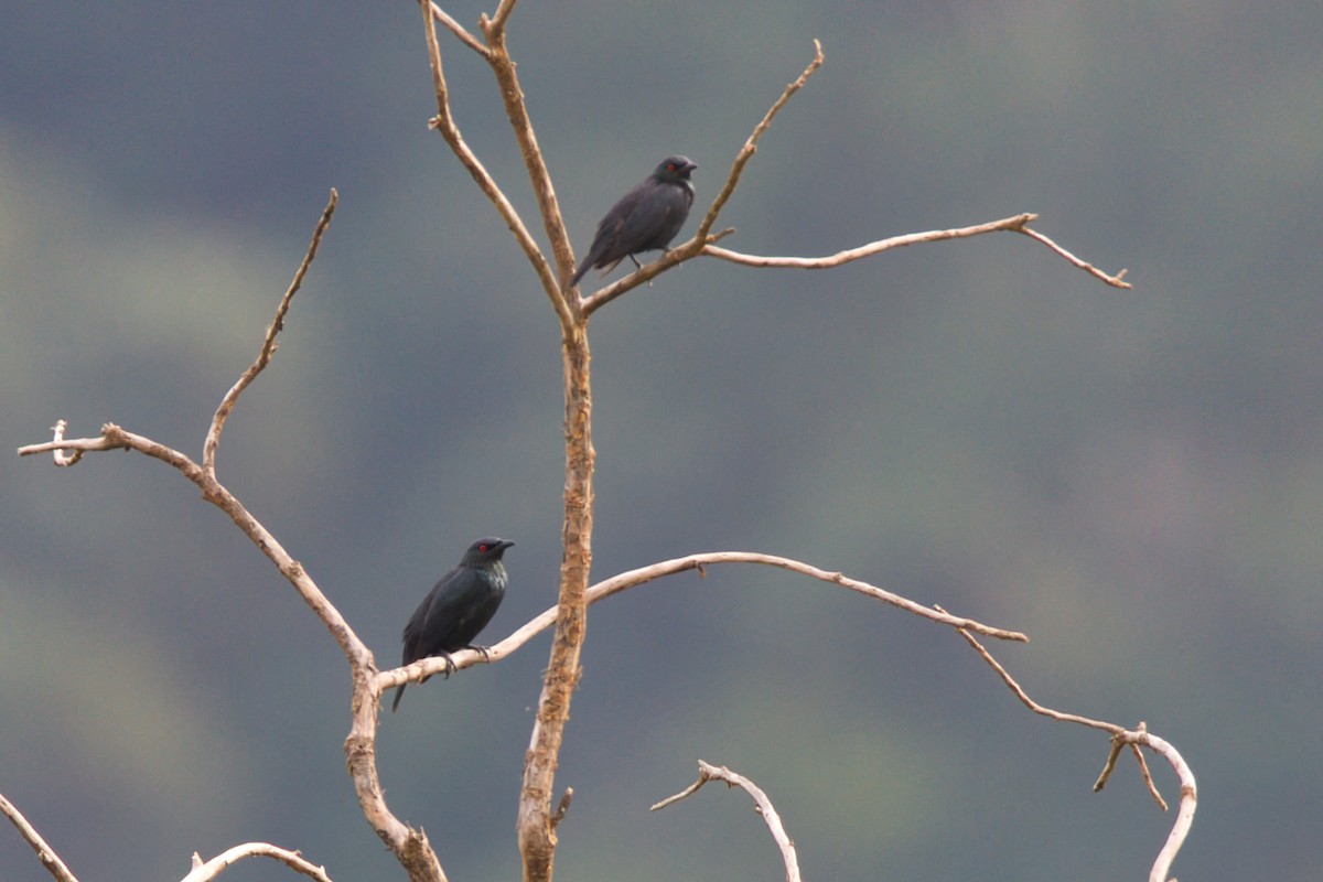 Short-tailed Starling - ML637819853