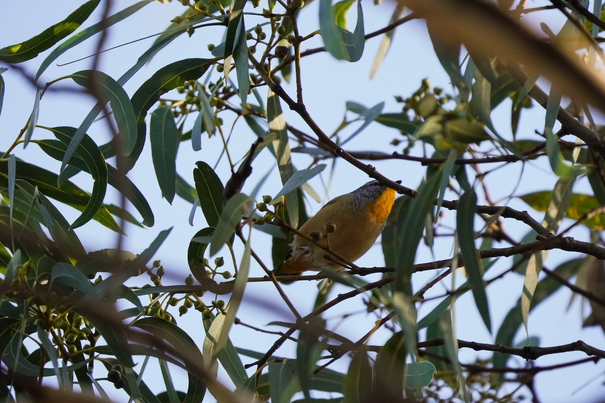 Spotted Pardalote - ML637819921