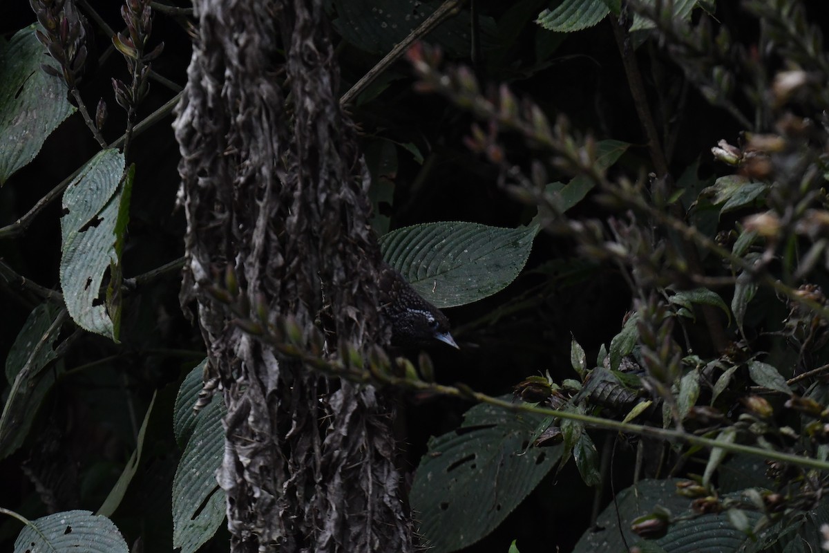Cachar Wedge-billed Babbler - ML637819964