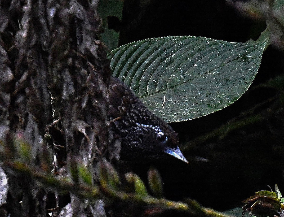 Cachar Wedge-billed Babbler - ML637819966