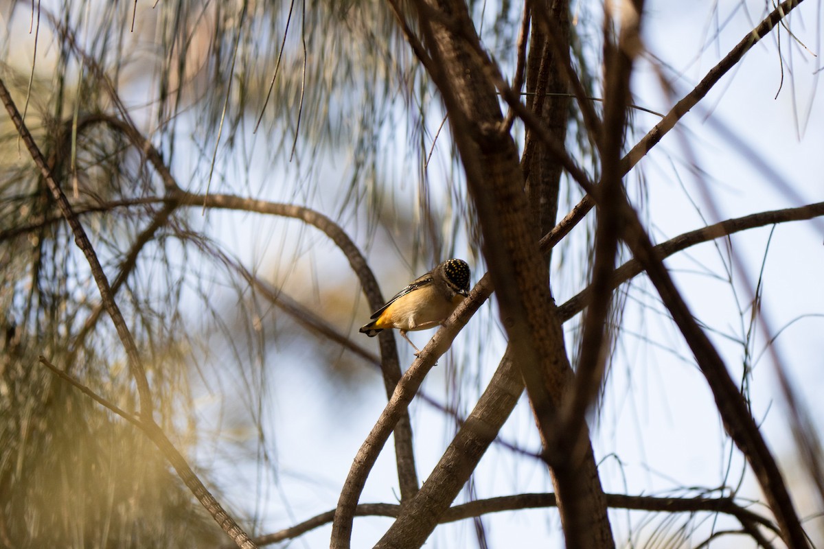 Spotted Pardalote - ML637820008
