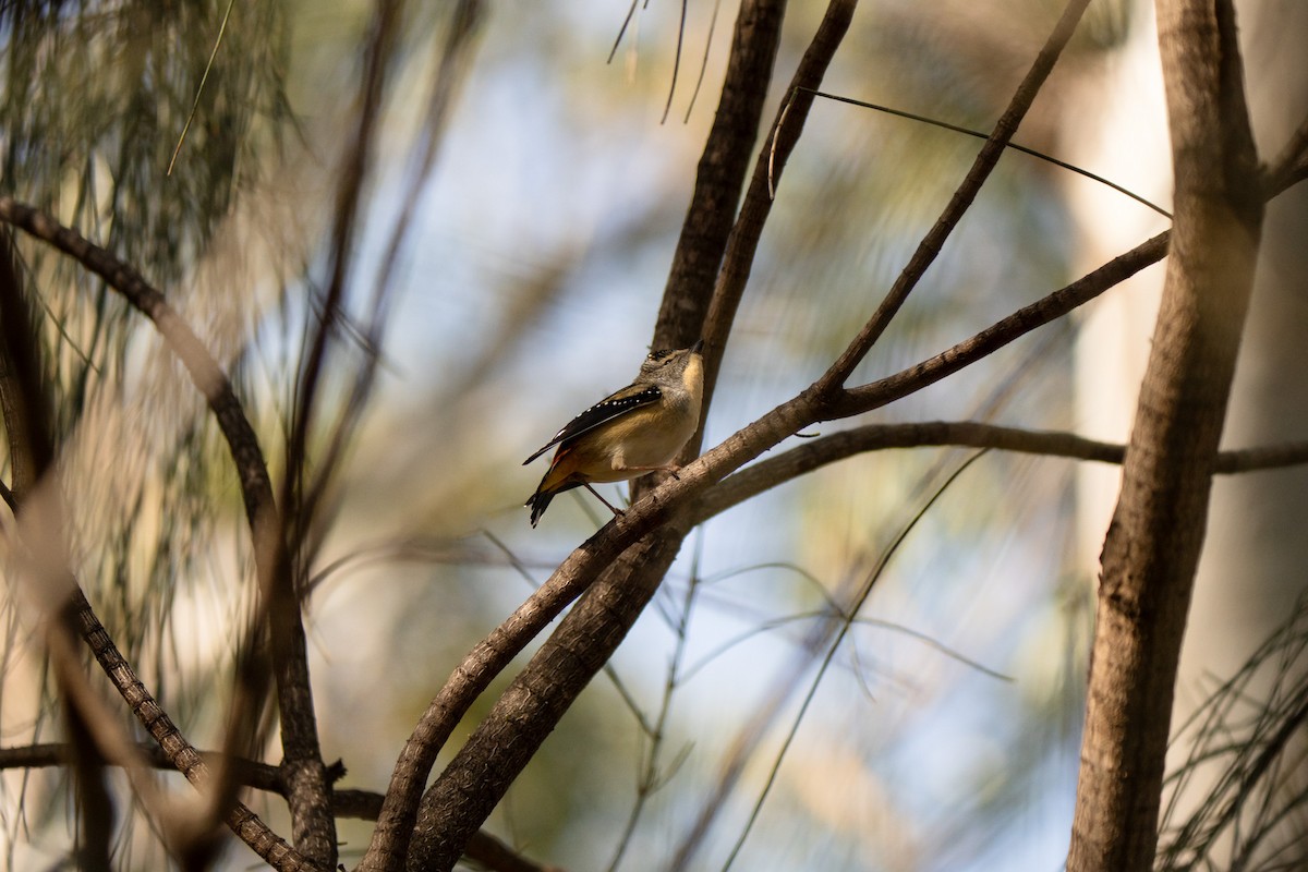 Spotted Pardalote - ML637820009