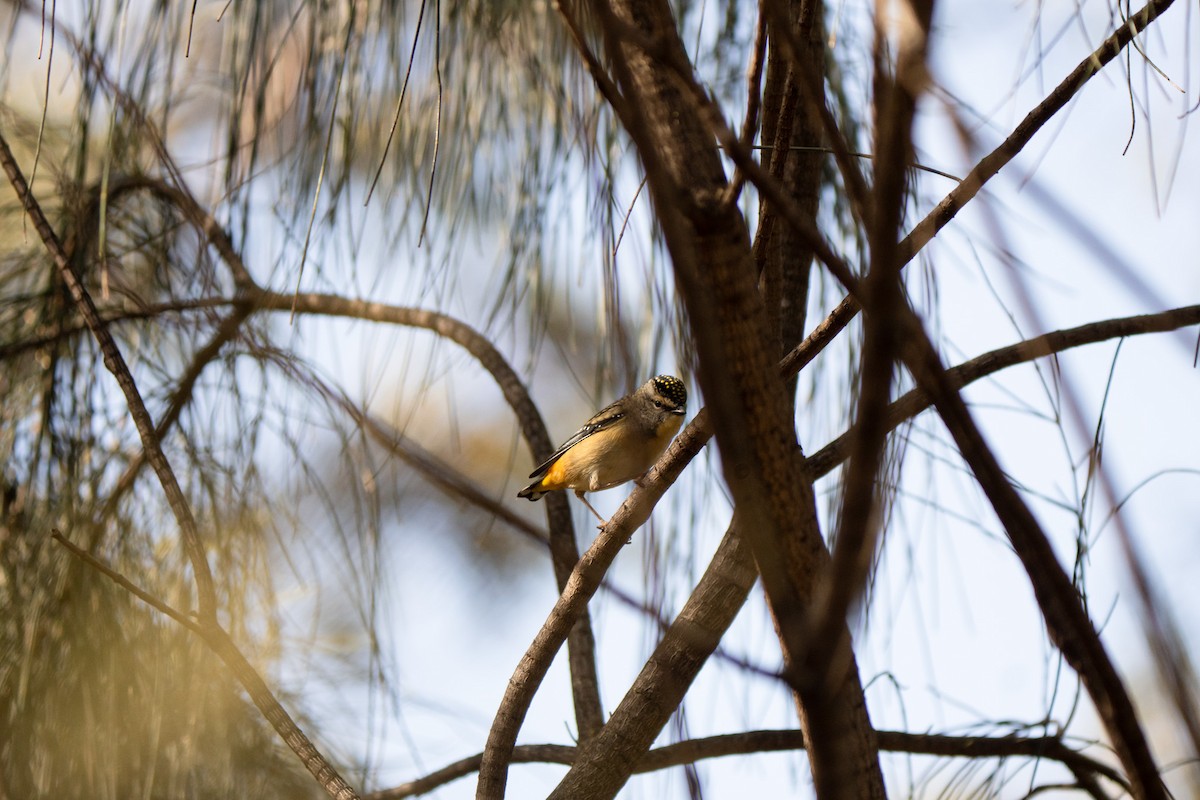 Spotted Pardalote - ML637820010