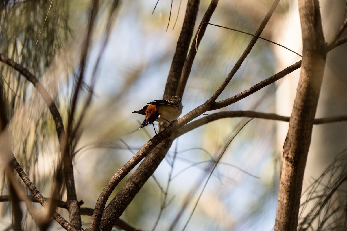 Spotted Pardalote - ML637820011