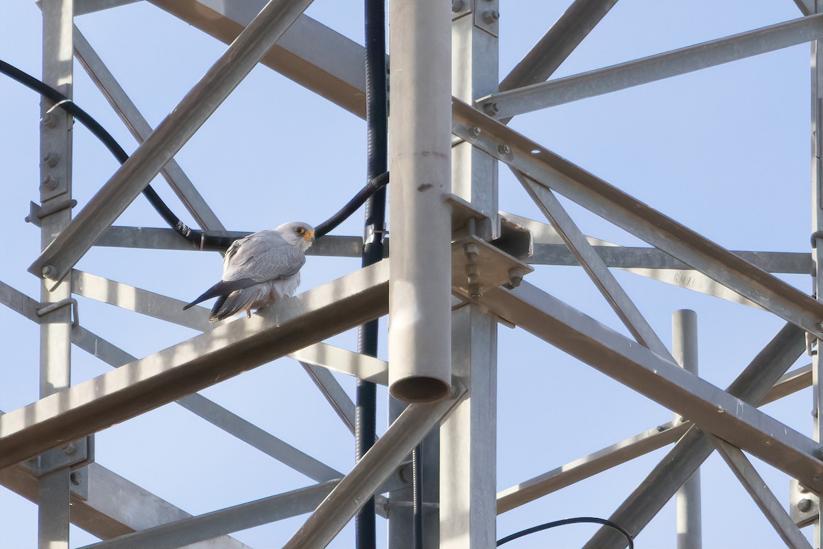 Gray Falcon - ML637820036