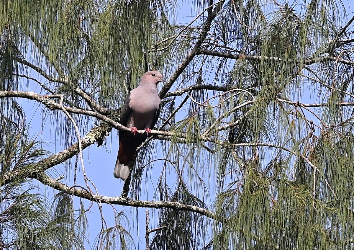 Dark-backed Imperial-Pigeon - ML637820045