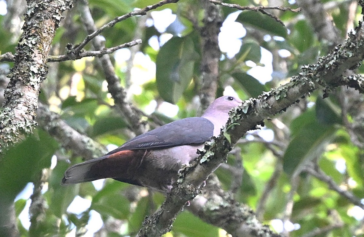 Dark-backed Imperial-Pigeon - ML637820053