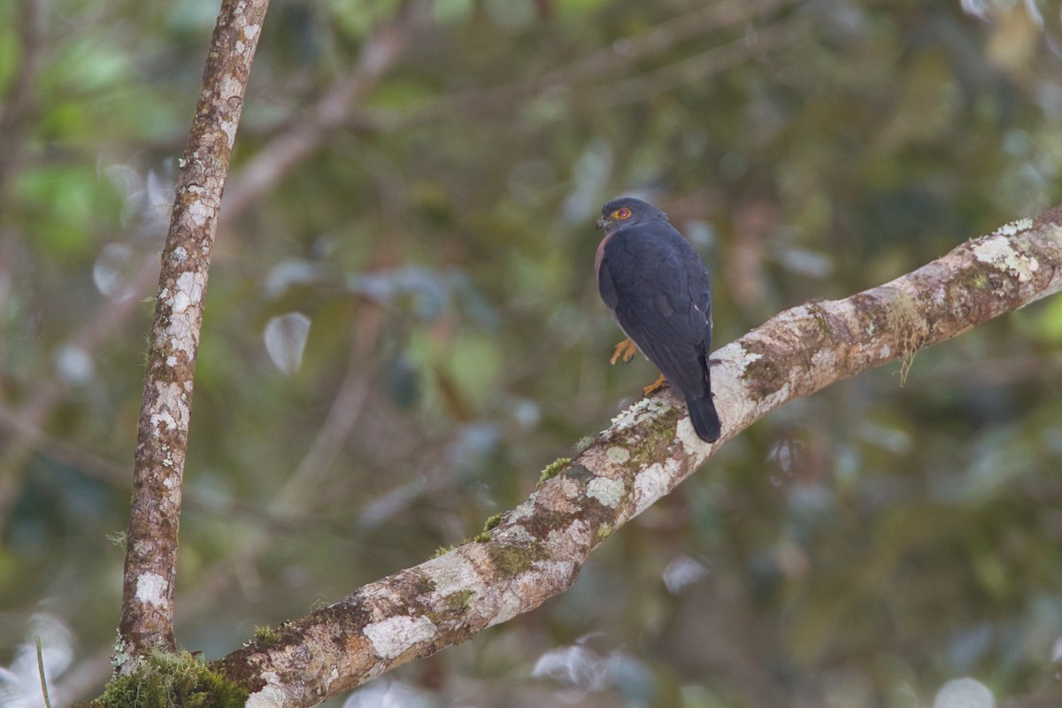 Small Sparrowhawk - ML637820072