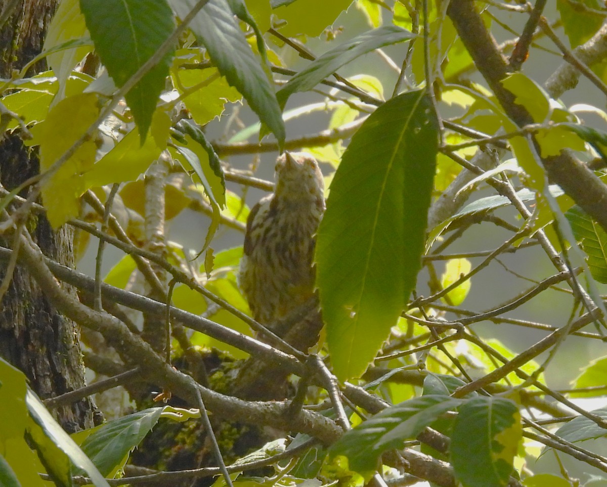 Brown-fronted Woodpecker - ML637820073