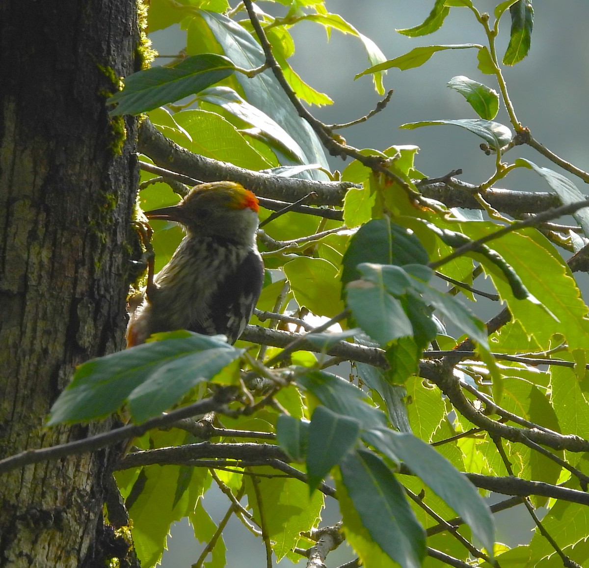 Brown-fronted Woodpecker - ML637820075