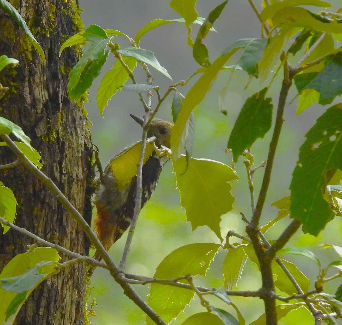Brown-fronted Woodpecker - ML637820076