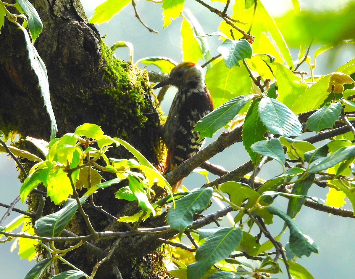 Brown-fronted Woodpecker - ML637820077