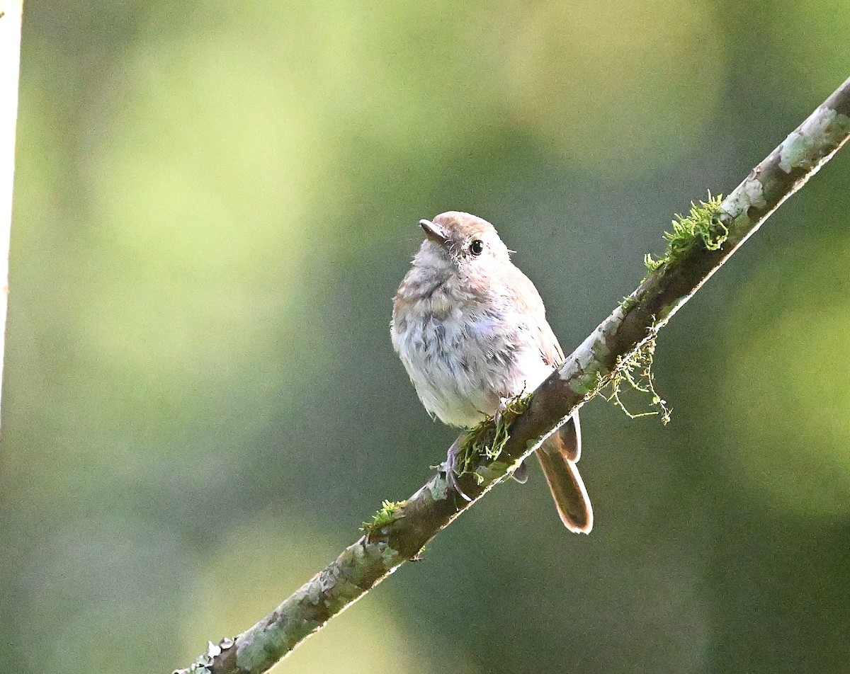Fulvous-chested Jungle Flycatcher - ML637820091