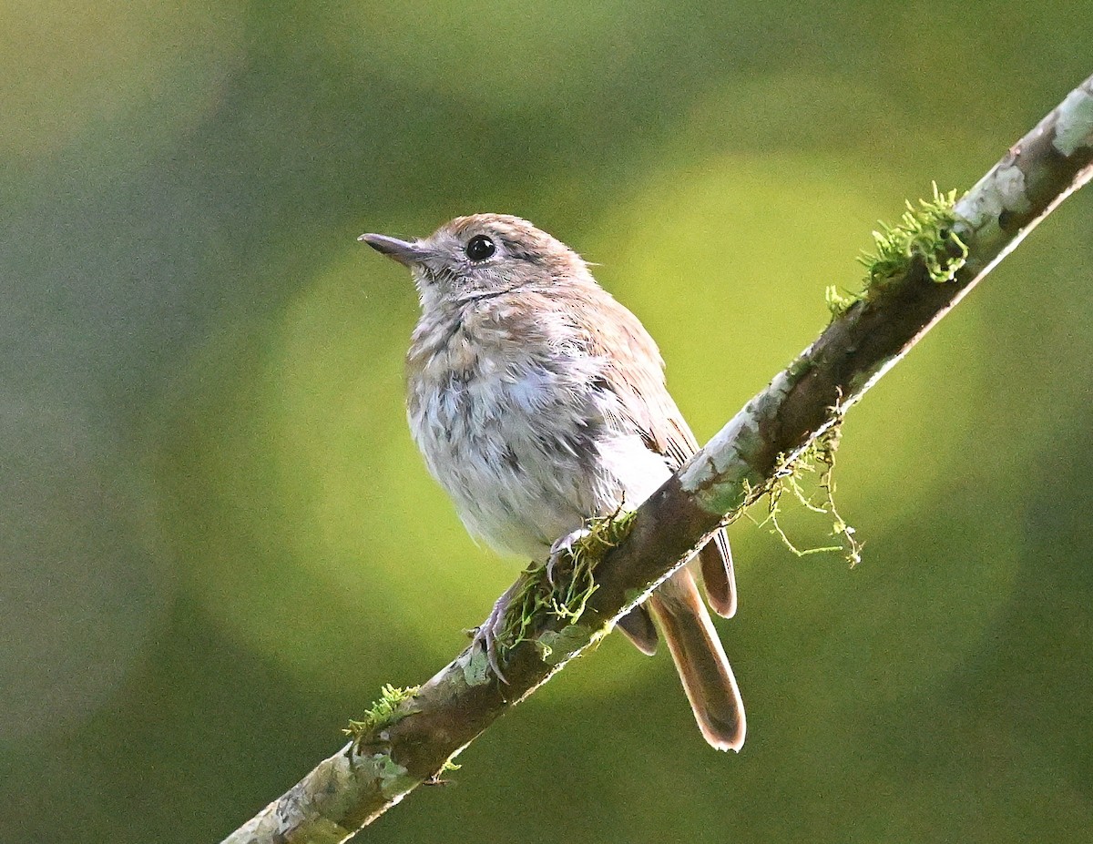 Fulvous-chested Jungle Flycatcher - ML637820101