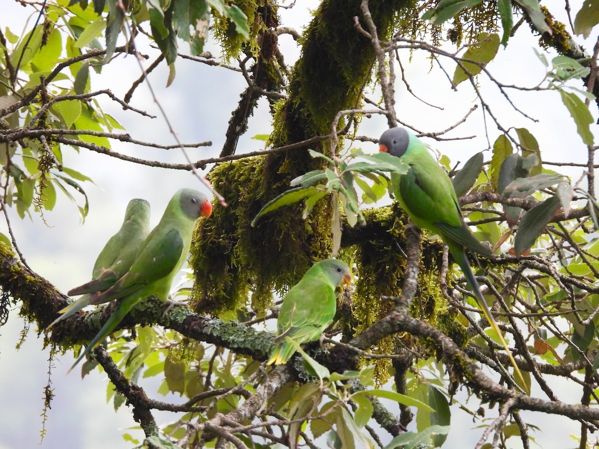 Slaty-headed Parakeet - ML637820102