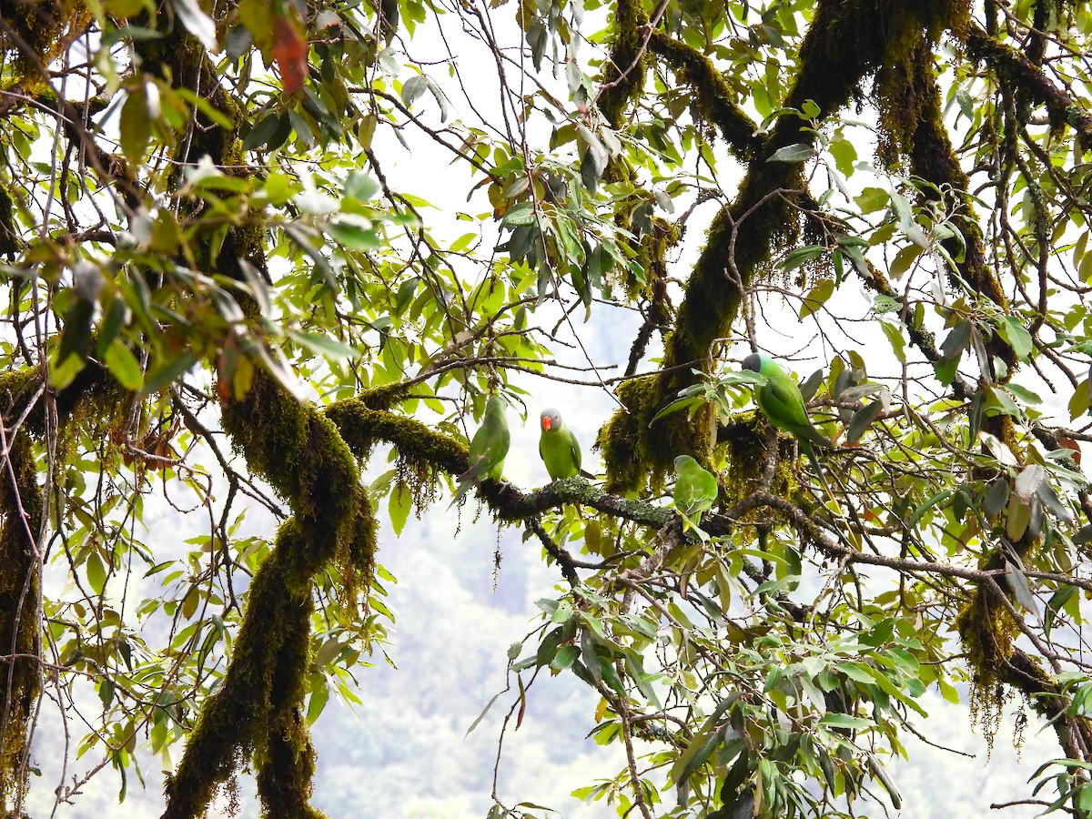 Slaty-headed Parakeet - ML637820103