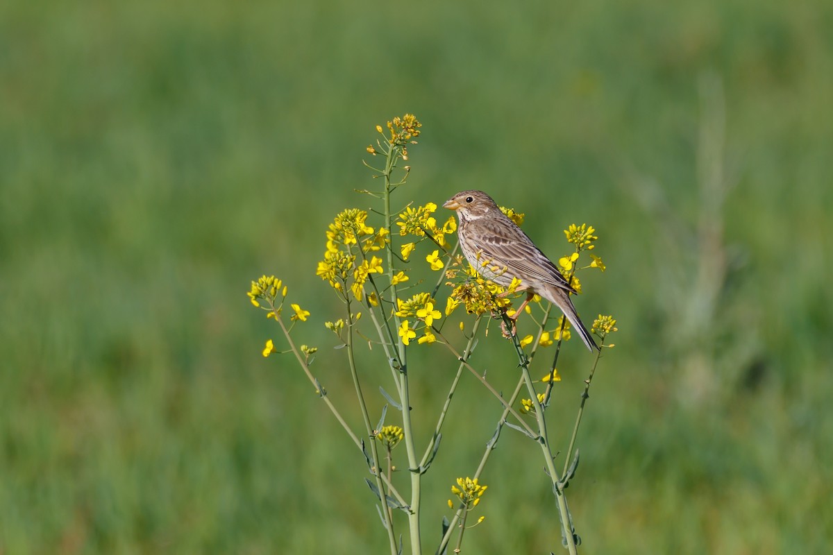 Corn Bunting - ML637820106