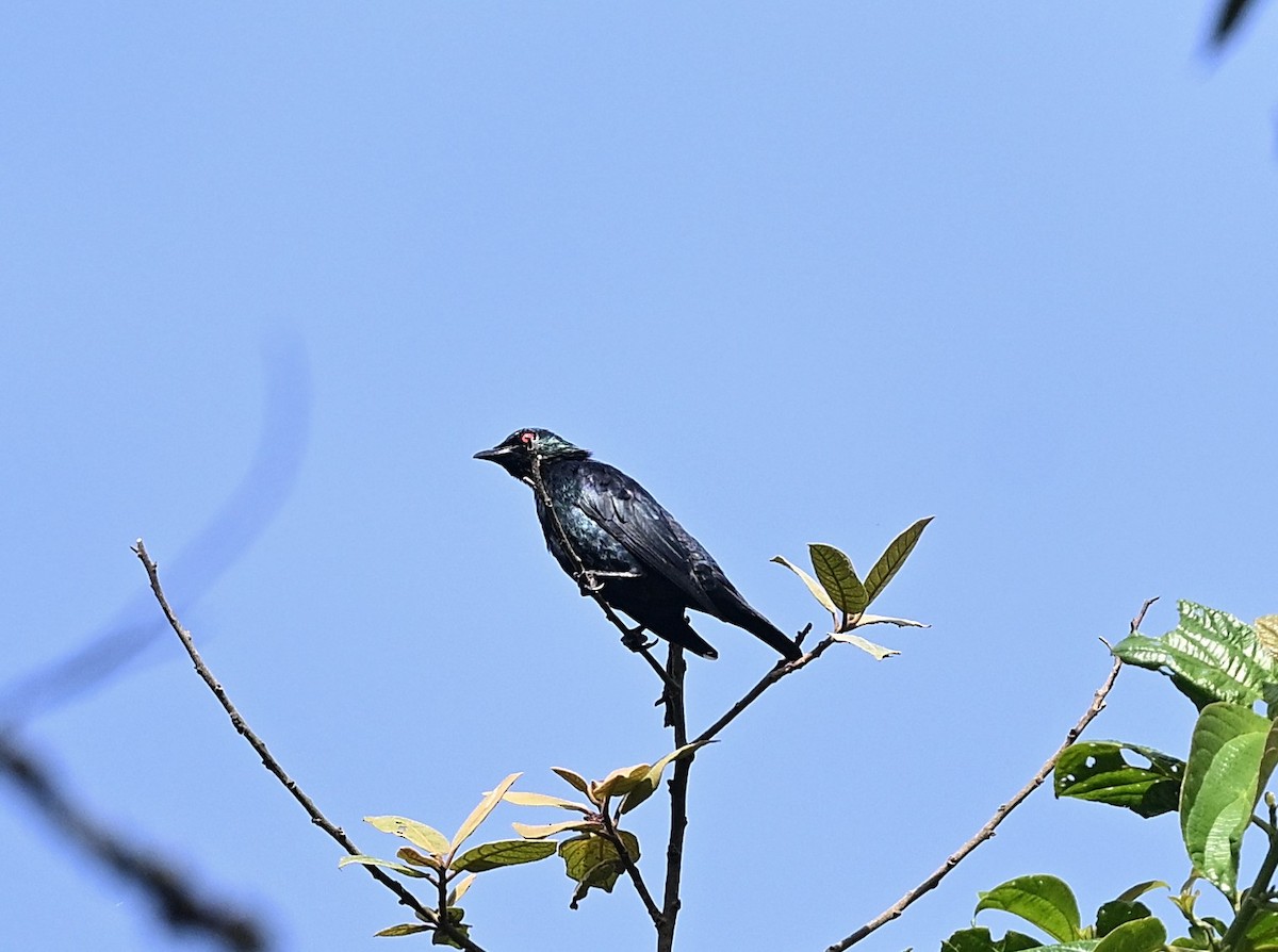 Short-tailed Starling - ML637820183