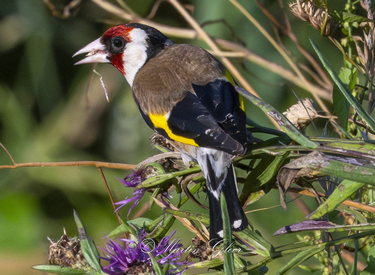 European Goldfinch - ML637820186