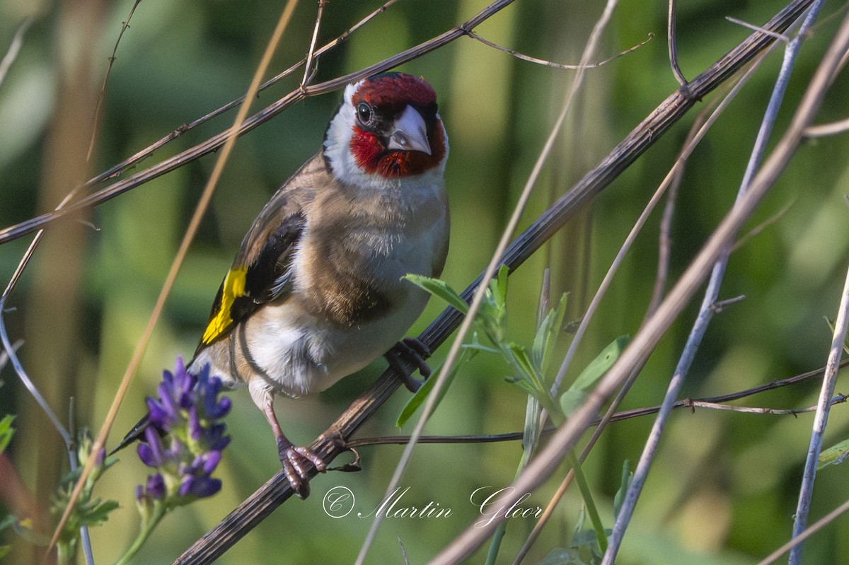 European Goldfinch - ML637820187