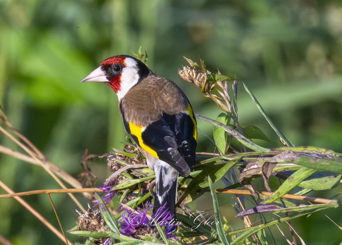 European Goldfinch - ML637820188