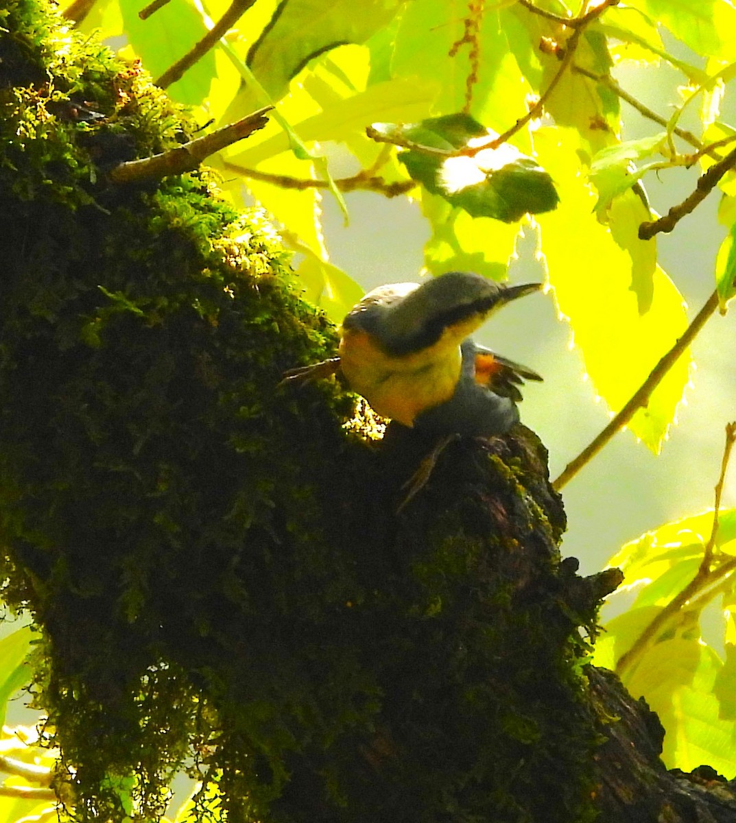 White-tailed Nuthatch - ML637820199