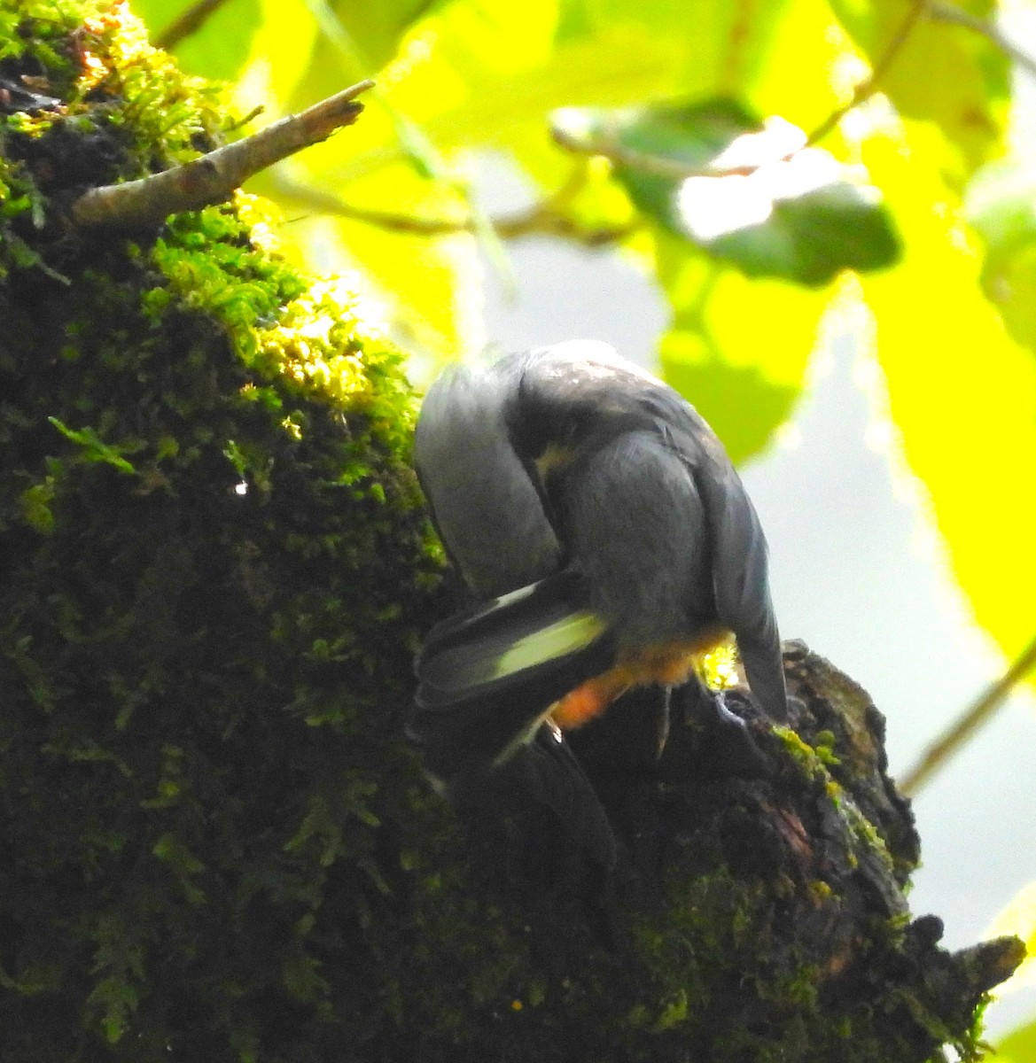 White-tailed Nuthatch - ML637820200