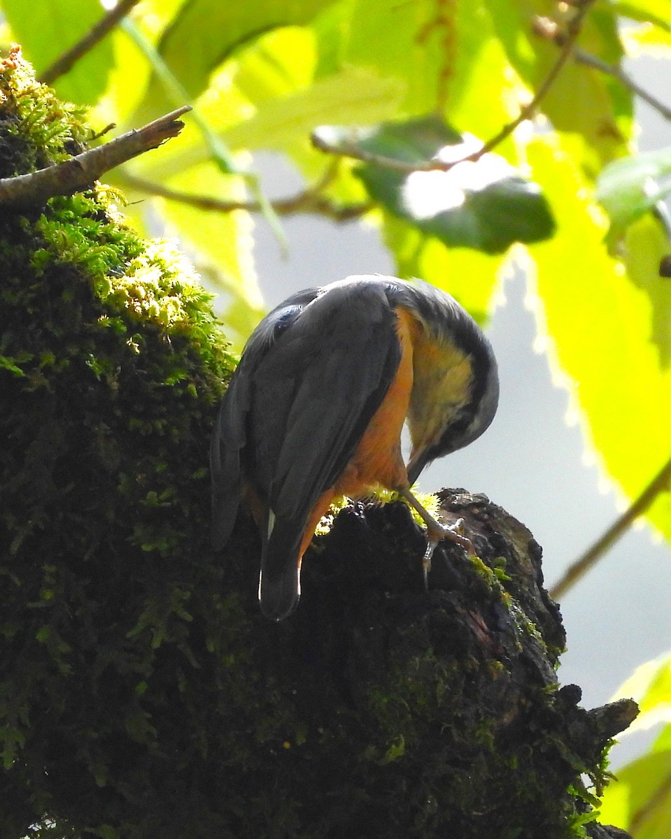 White-tailed Nuthatch - ML637820201