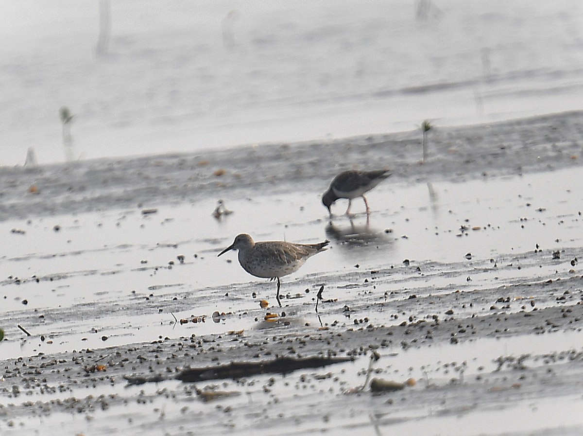 Great Knot - ML637820214