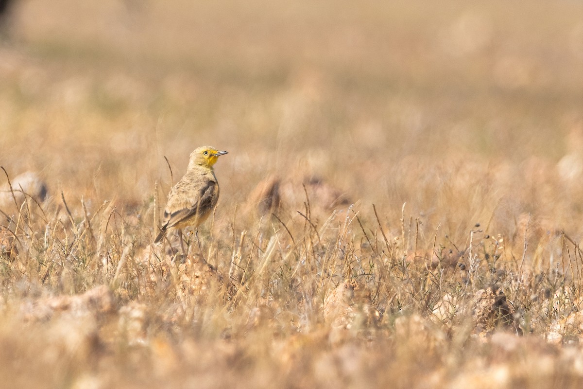 Gibberbird - ML637820216