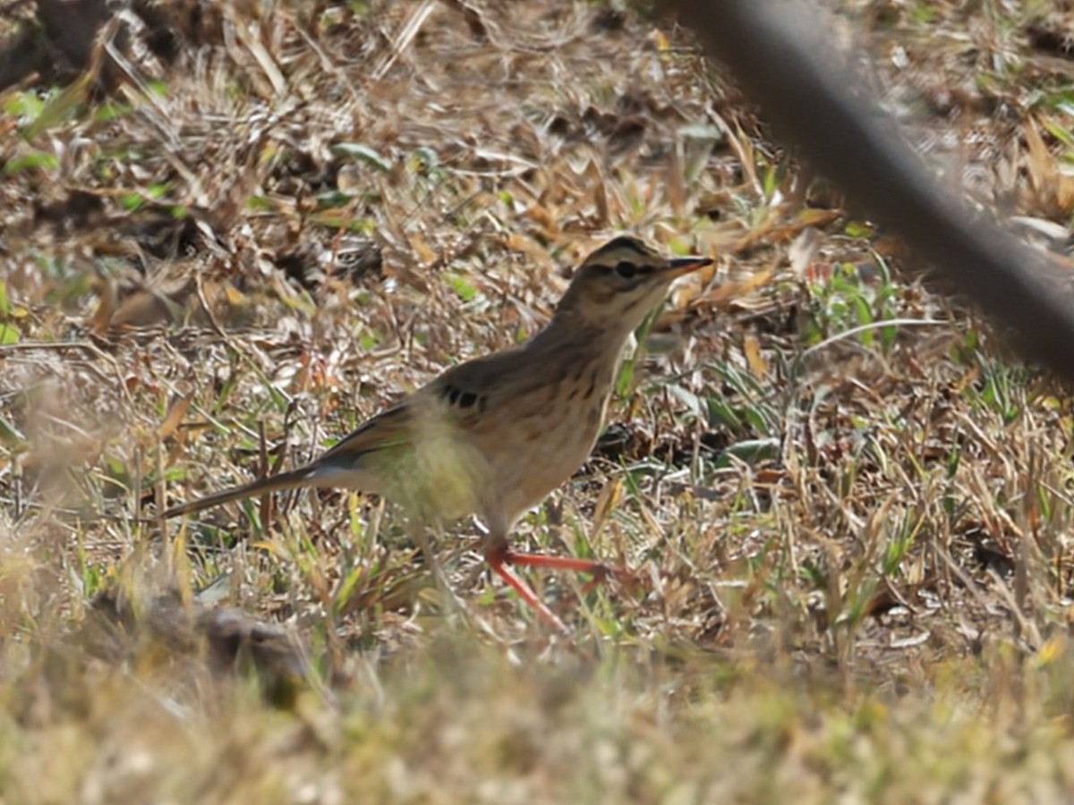 Buffy Pipit - ML637820229
