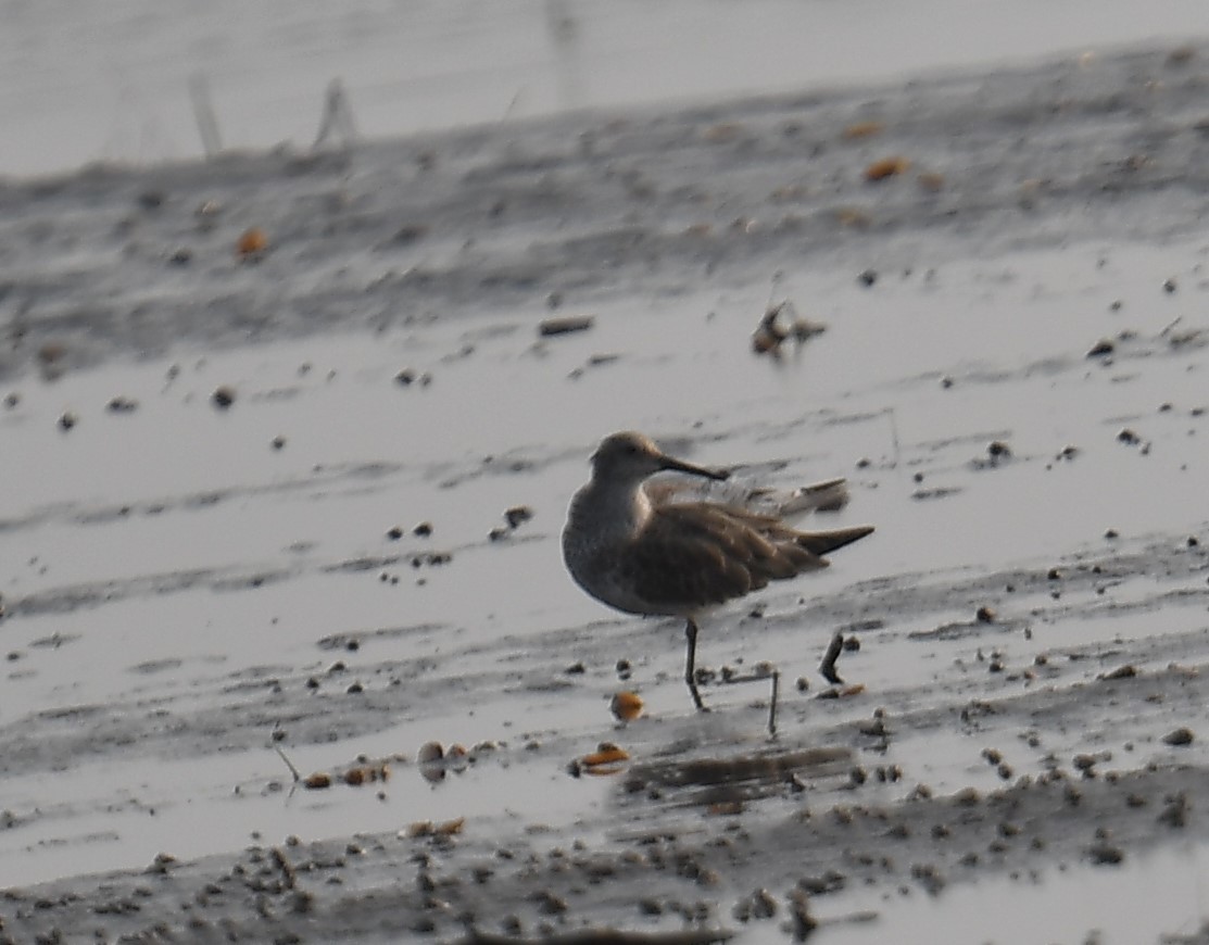 Great Knot - ML637820244