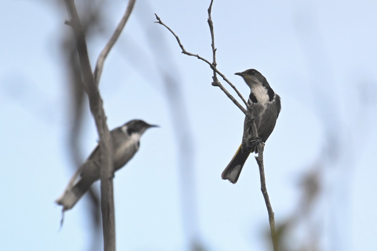 Crescent Honeyeater - ML637820252