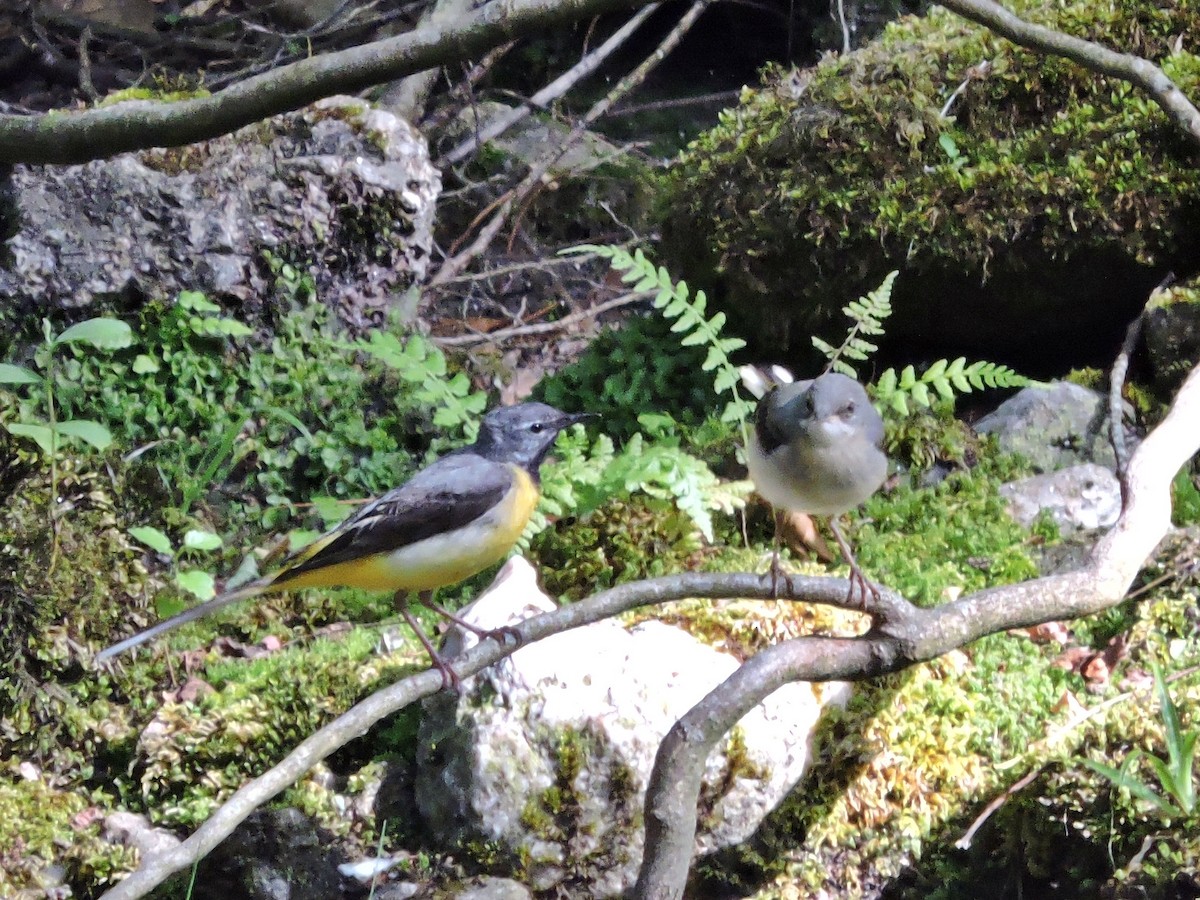 Gray Wagtail - ML637820256